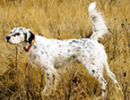 Blue Belton Llewellin Setter